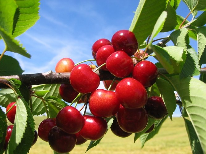 Fruit Buyers Report | Fruitful Office July 2014